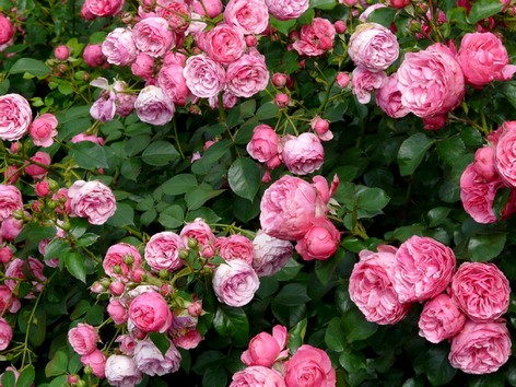 Rosenblüten | Energie und Aura Spray - 50ml