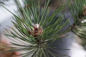Kiefernadel (Pinus silvestris) - 10ml