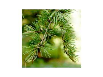 Zedernholz (Juniperus virginiana) äth. Öl 10ml
