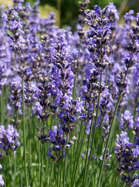 Lavendel angustifolia - ätherisches Öl - 10ml