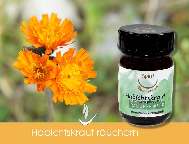 Habichtskraut Hieracium pilosella Zauberpflanze euphorisierendes Räucherkraut